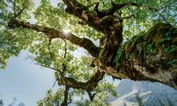 Featured image of post 你好 Hugo